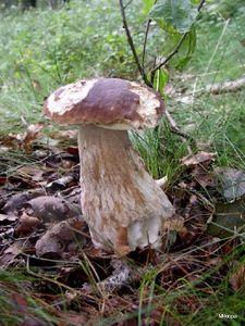 Klikni pro velký obrázek