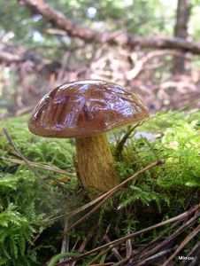 Klikni pro velký obrázek