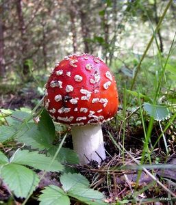 Klikni pro velký obrázek