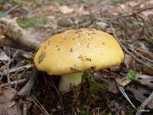 Klikni pro velký obrázek