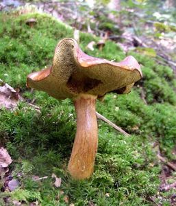 Klikni pro velký obrázek