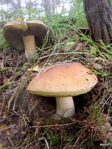 Klikni pro velký obrázek