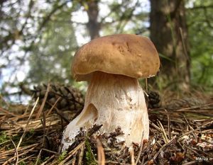 Klikni pro velký obrázek