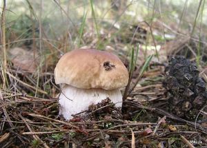 Klikni pro velký obrázek