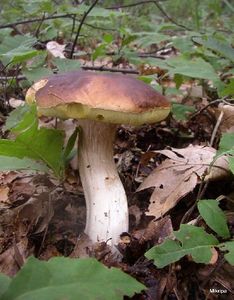 Klikni pro velký obrázek