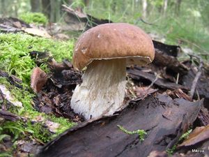 Klikni pro velký obrázek