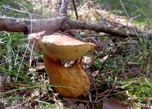 Klikni pro velký obrázek