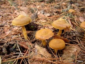 Klikni pro velký obrázek