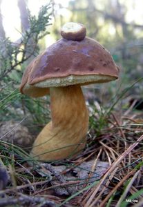 Klikni pro velký obrázek