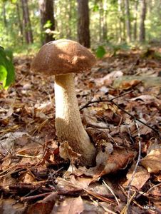 Klikni pro velký obrázek