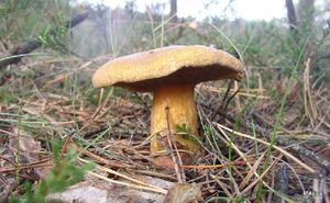 Klikni pro velký obrázek