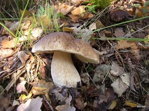 Klikni pro velký obrázek