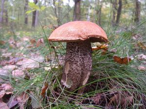 Klikni pro velký obrázek