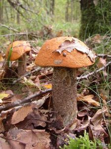 Klikni pro velký obrázek