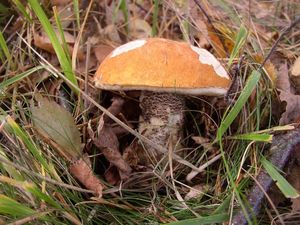 Klikni pro velký obrázek