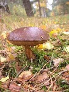 Klikni pro velký obrázek