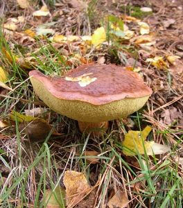 Klikni pro velký obrázek