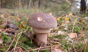 Klikni pro velký obrázek