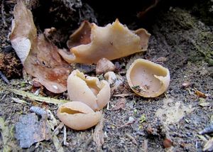 Klikni pro velký obrázek