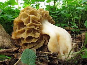 Klikni pro velký obrázek