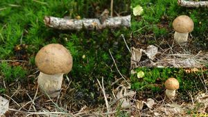 Klikni pro velký obrázek