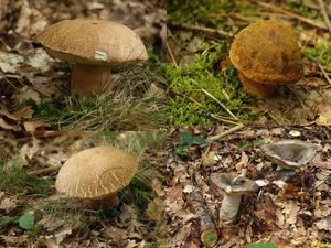 Klikni pro velký obrázek