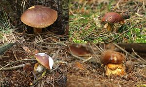 Klikni pro velký obrázek