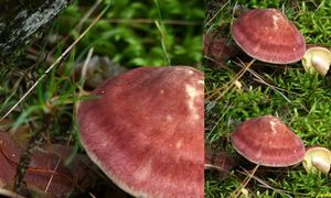 Klikni pro velký obrázek