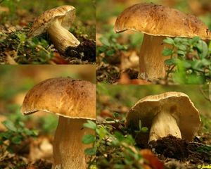 Klikni pro velký obrázek