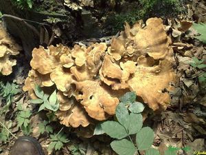 Klikni pro velký obrázek