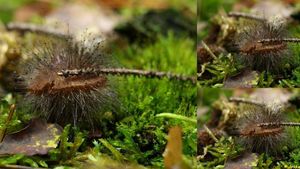 Klikni pro velký obrázek