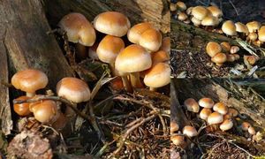 Klikni pro velký obrázek