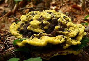 Hnědák Schweinitzův - Phaeolus schweinitzii (Fr.) Pat. 1900