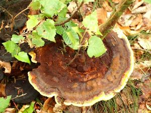 Hnědák Schweinitzův - Phaeolus schweinitzii (Fr.) Pat. 1900