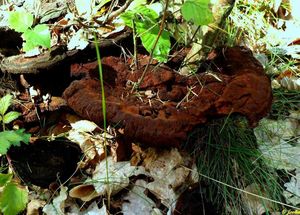 Hnědák Schweinitzův - Phaeolus schweinitzii (Fr.) Pat. 1900