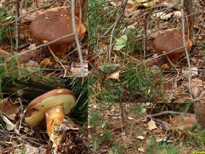 Klikni pro velký obrázek