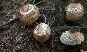 Klikni pro velký obrázek