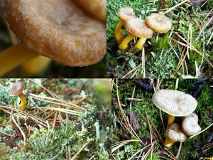 Klikni pro velký obrázek