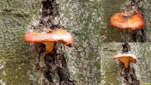 Klikni pro velký obrázek