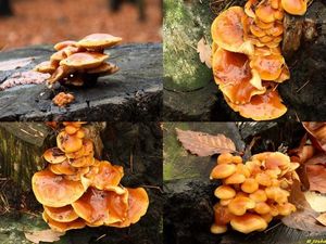 Klikni pro velký obrázek