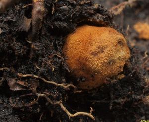 Klikni pro velký obrázek