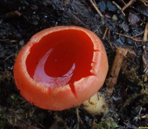 Klikni pro velký obrázek