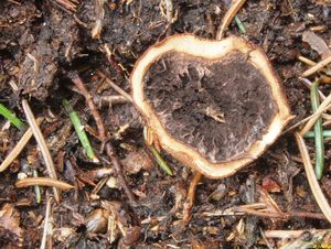 Jelenka obecná - Elaphomyces granulatus Fries