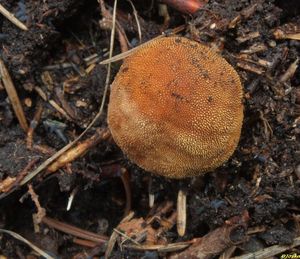 Jelenka obecná - Elaphomyces granulatus Fries