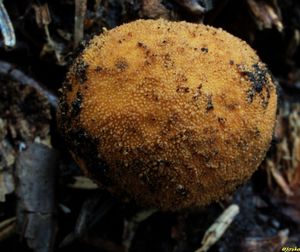 Jelenka obecná - Elaphomyces granulatus Fries