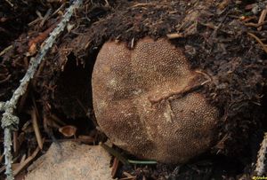 Jelenka obecná - Elaphomyces granulatus Fries