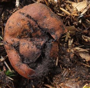 Jelenka obecná - Elaphomyces granulatus Fries