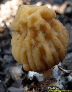 Klikni pro velký obrázek