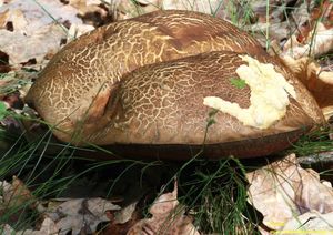 Klikni pro velký obrázek