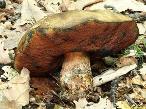 Klikni pro velký obrázek